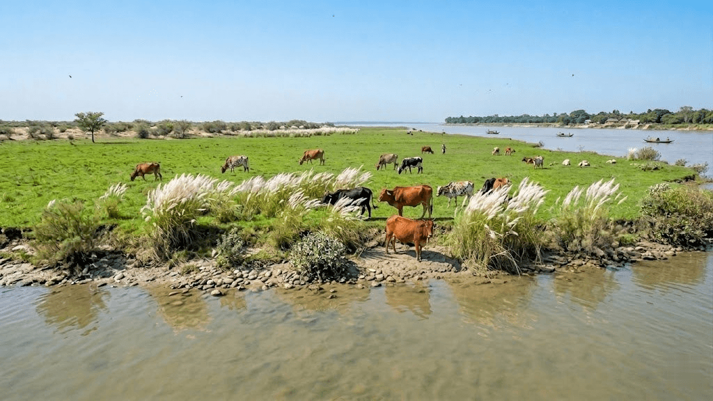 CharKrishi Qurbani Cattle Background